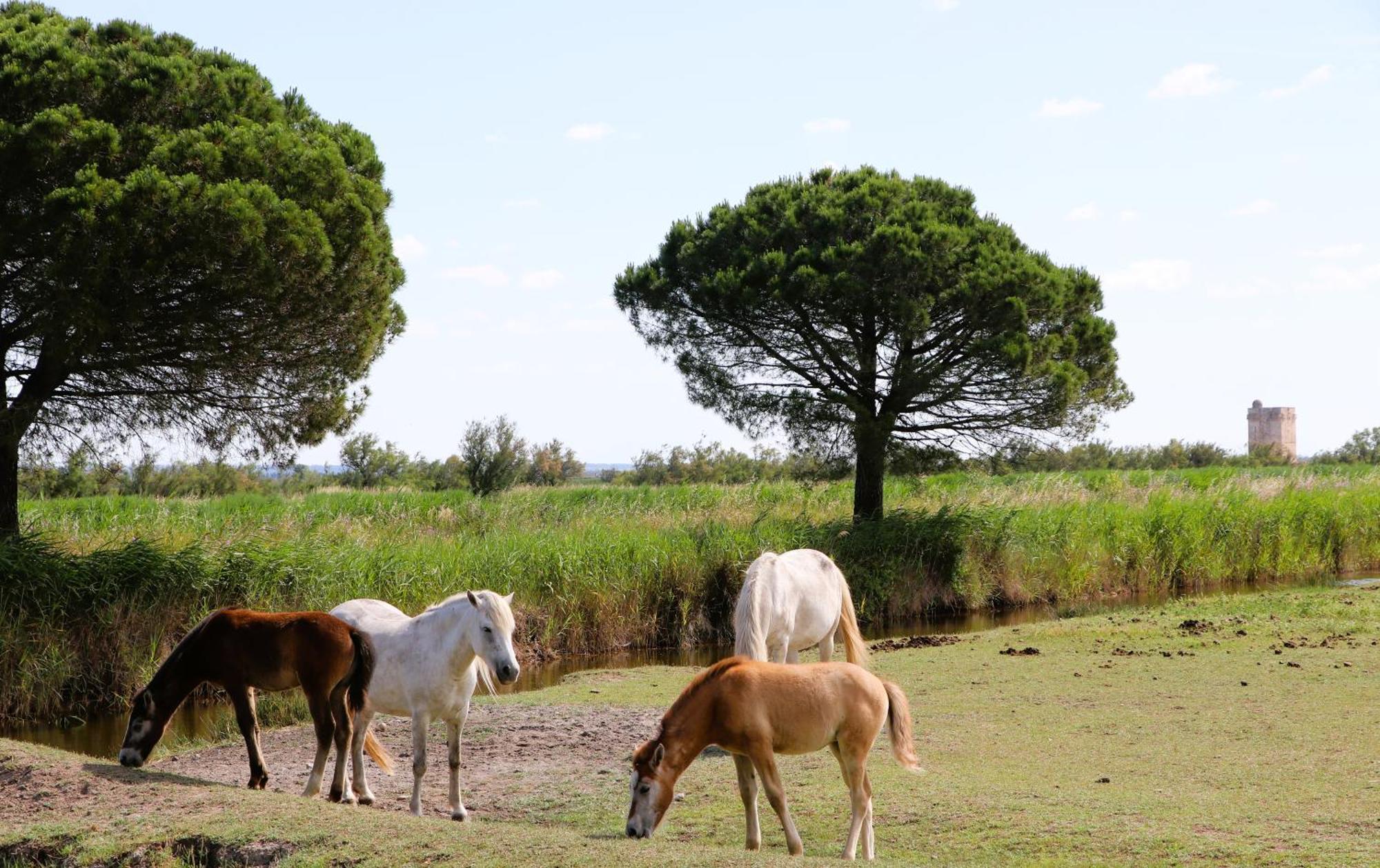 Le Mas Des Sables Aigues-Mortes Exteriör bild