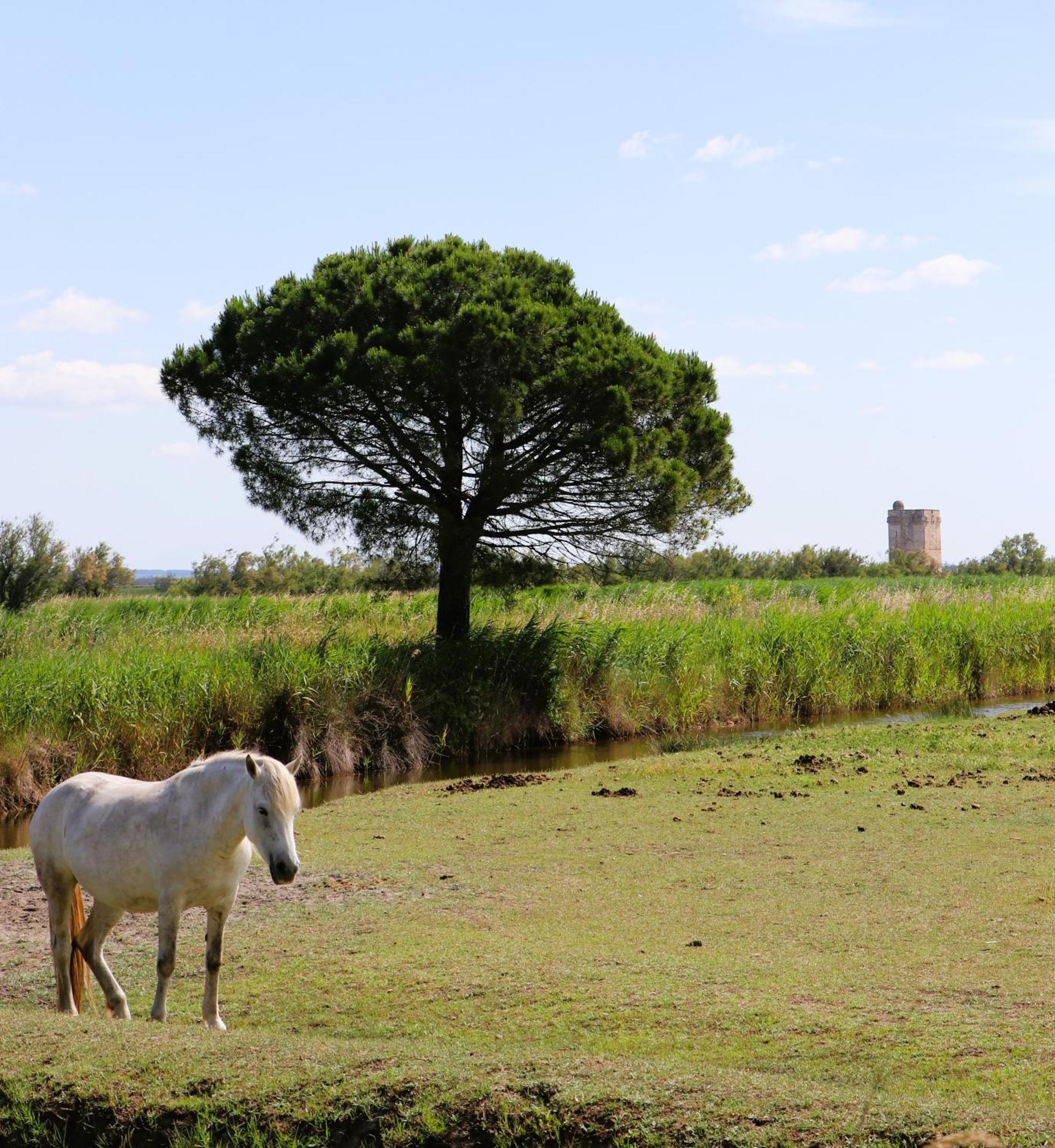 Le Mas Des Sables Aigues-Mortes Exteriör bild